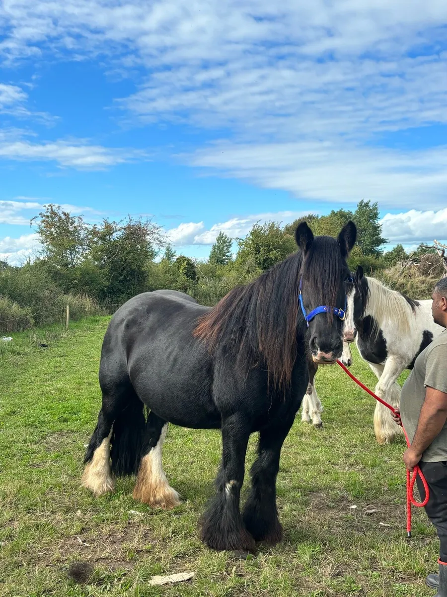 Heavy mare - Image 1