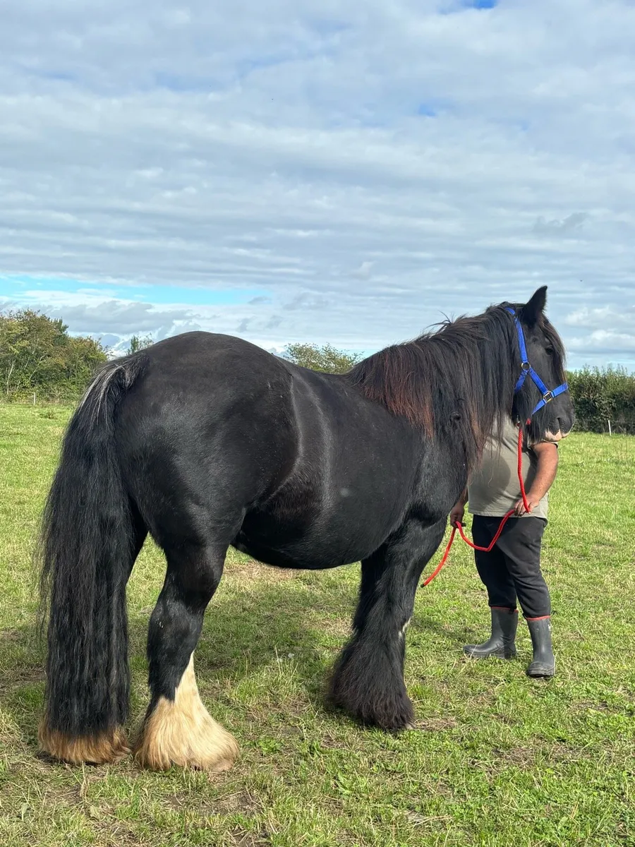 Heavy mare - Image 2