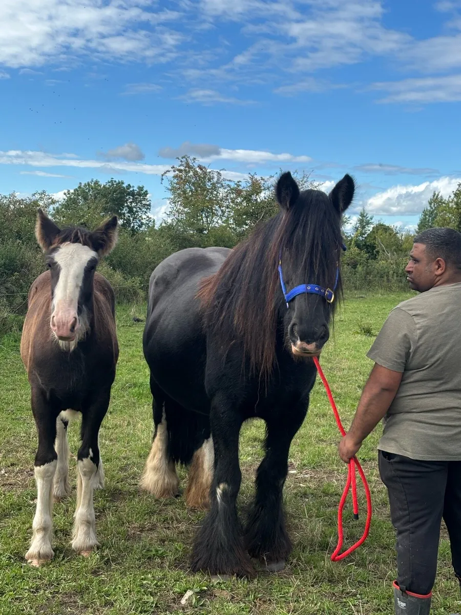 Heavy mare - Image 3