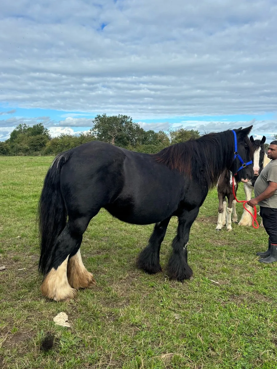 Heavy mare - Image 4