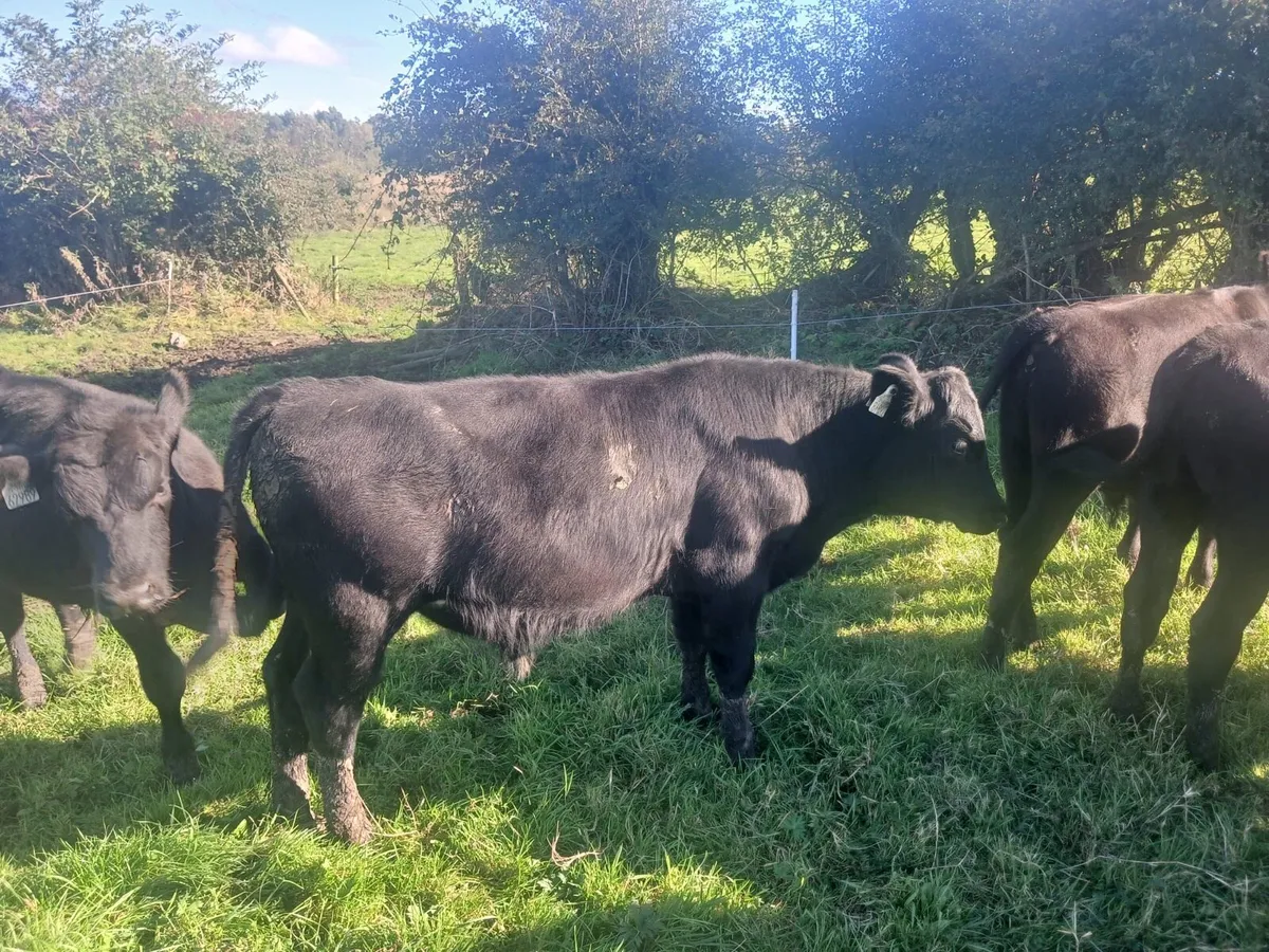 Bull runners - Image 2
