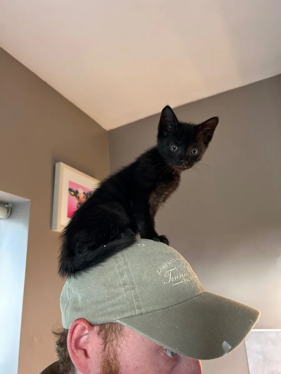 House Kittens - Image 1