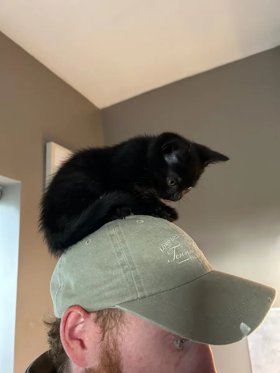 House Kittens - Image 2