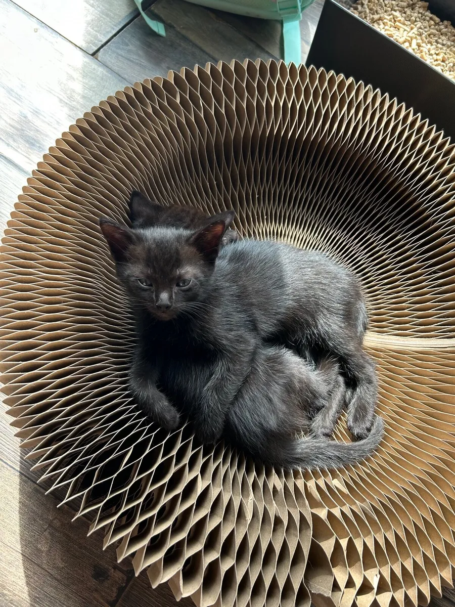 House Kittens - Image 3
