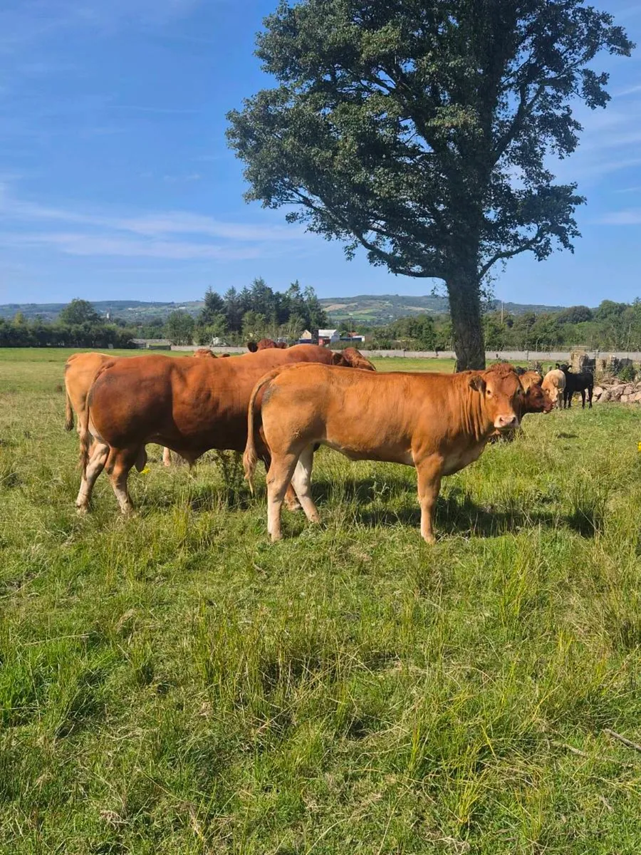 ZAG Limousin Bull - Image 2