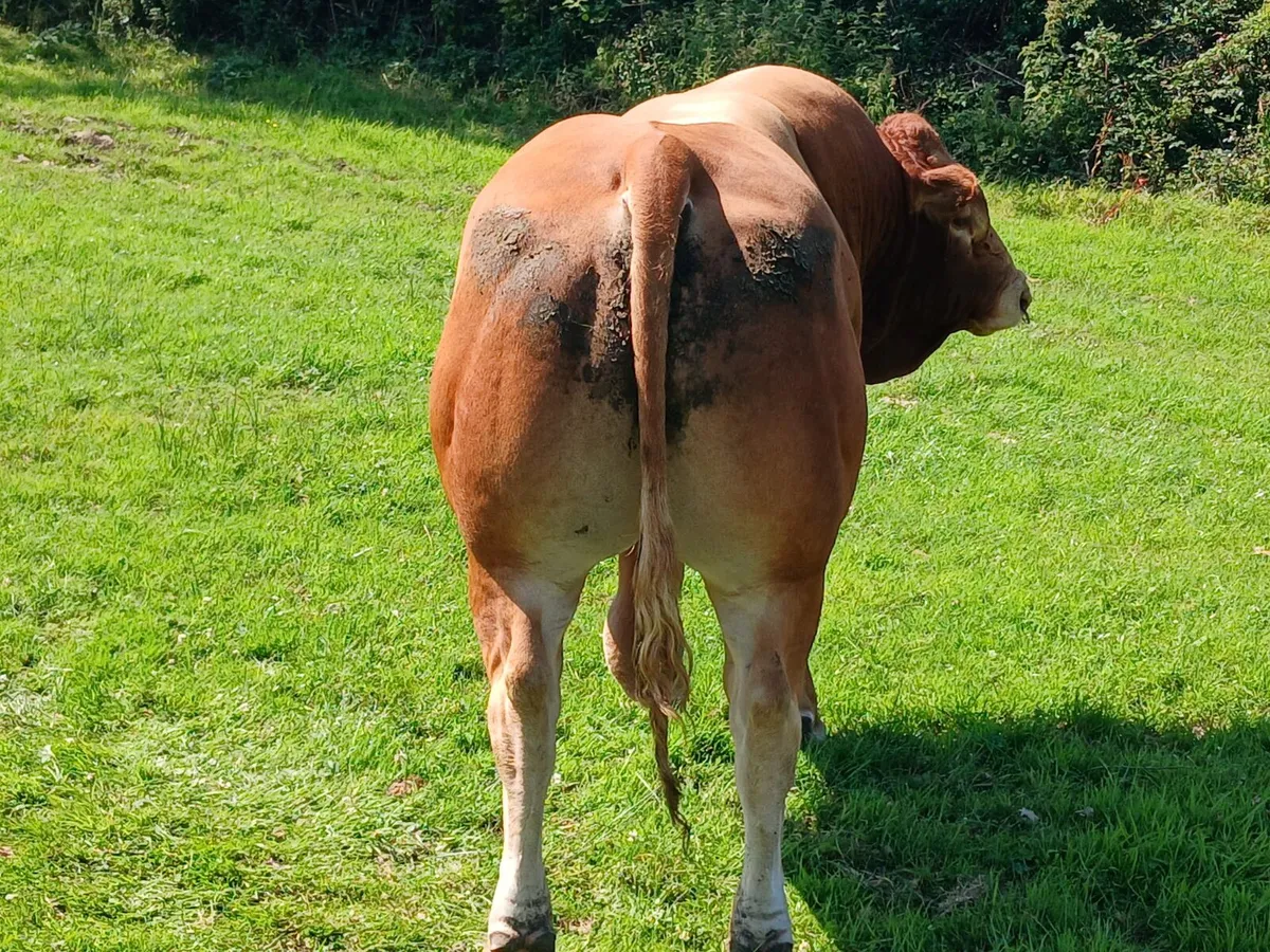 ZAG Limousin Bull - Image 4