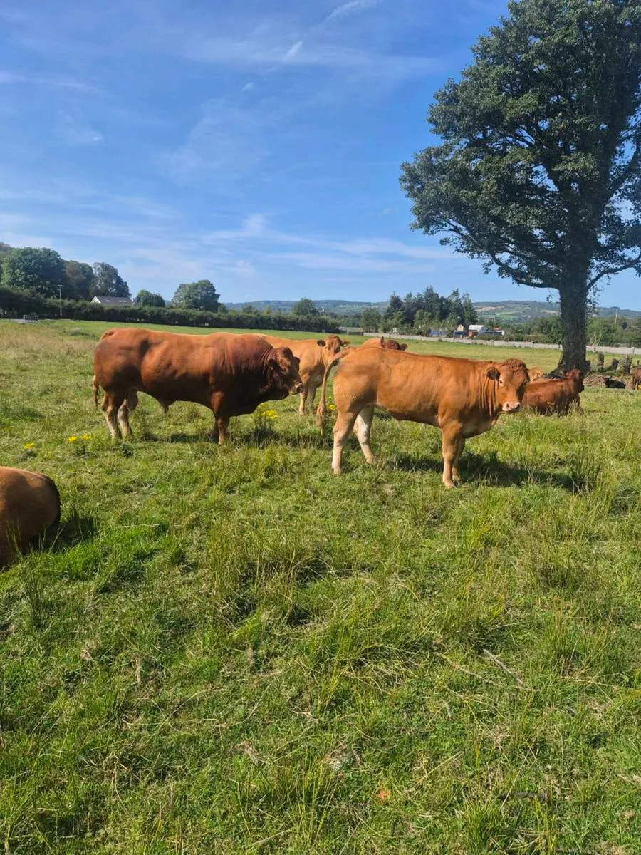 ZAG Limousin Bull - Image 3