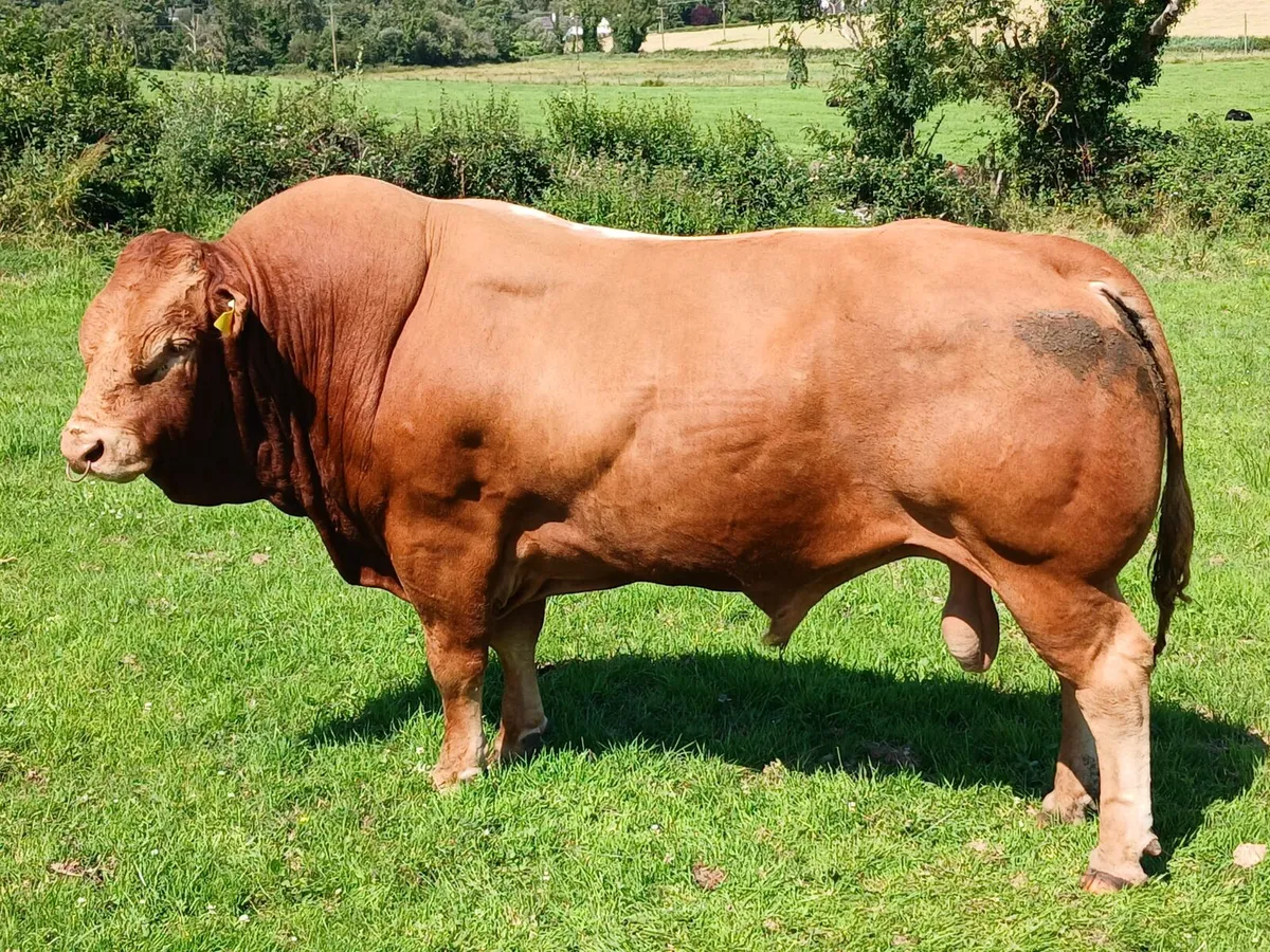 ZAG Limousin Bull - Image 1