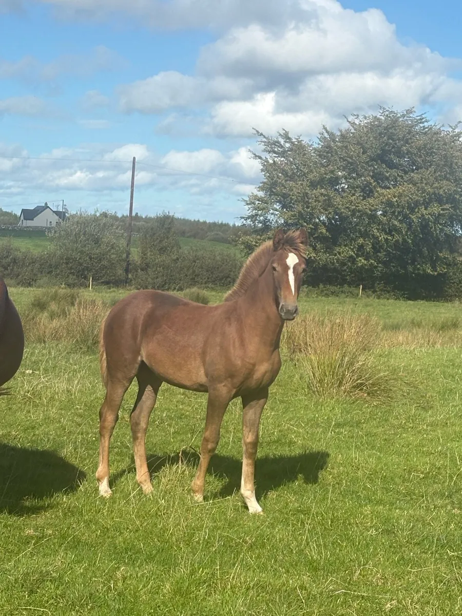 Two Rid filly foals - Image 1