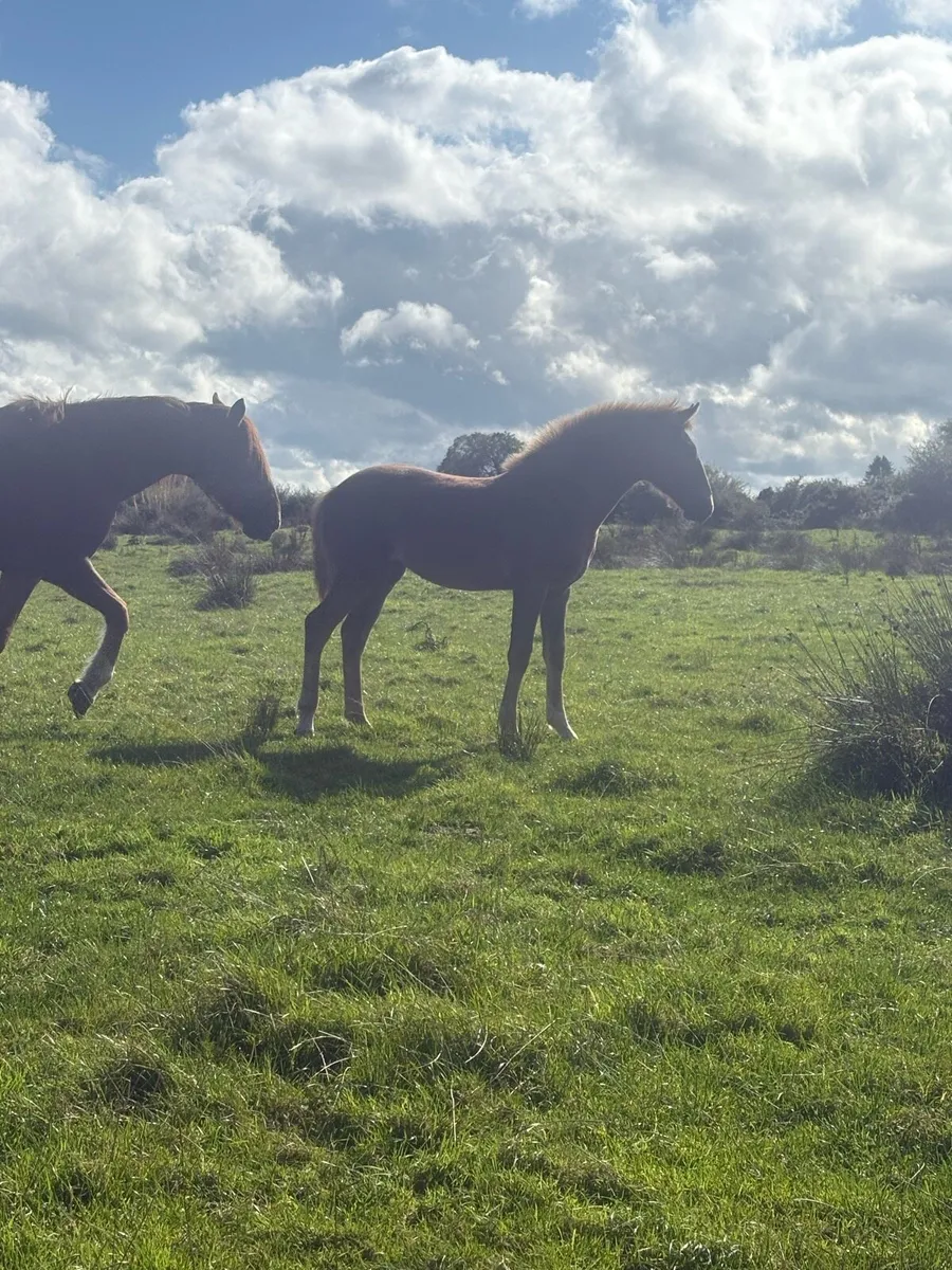 Two Rid filly foals - Image 4