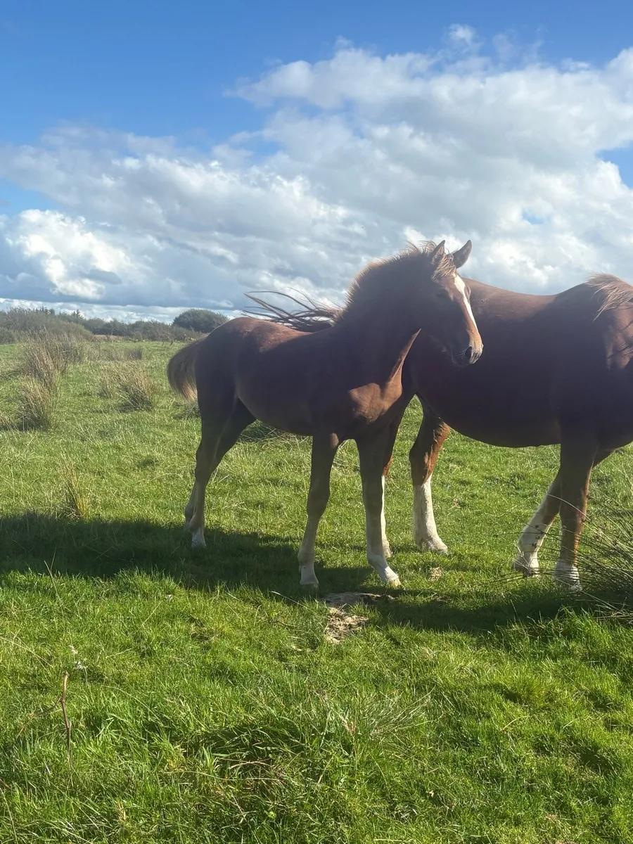 Two Rid filly foals - Image 2