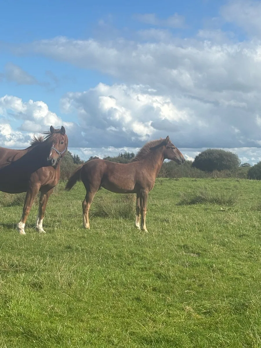 Two Rid filly foals - Image 3