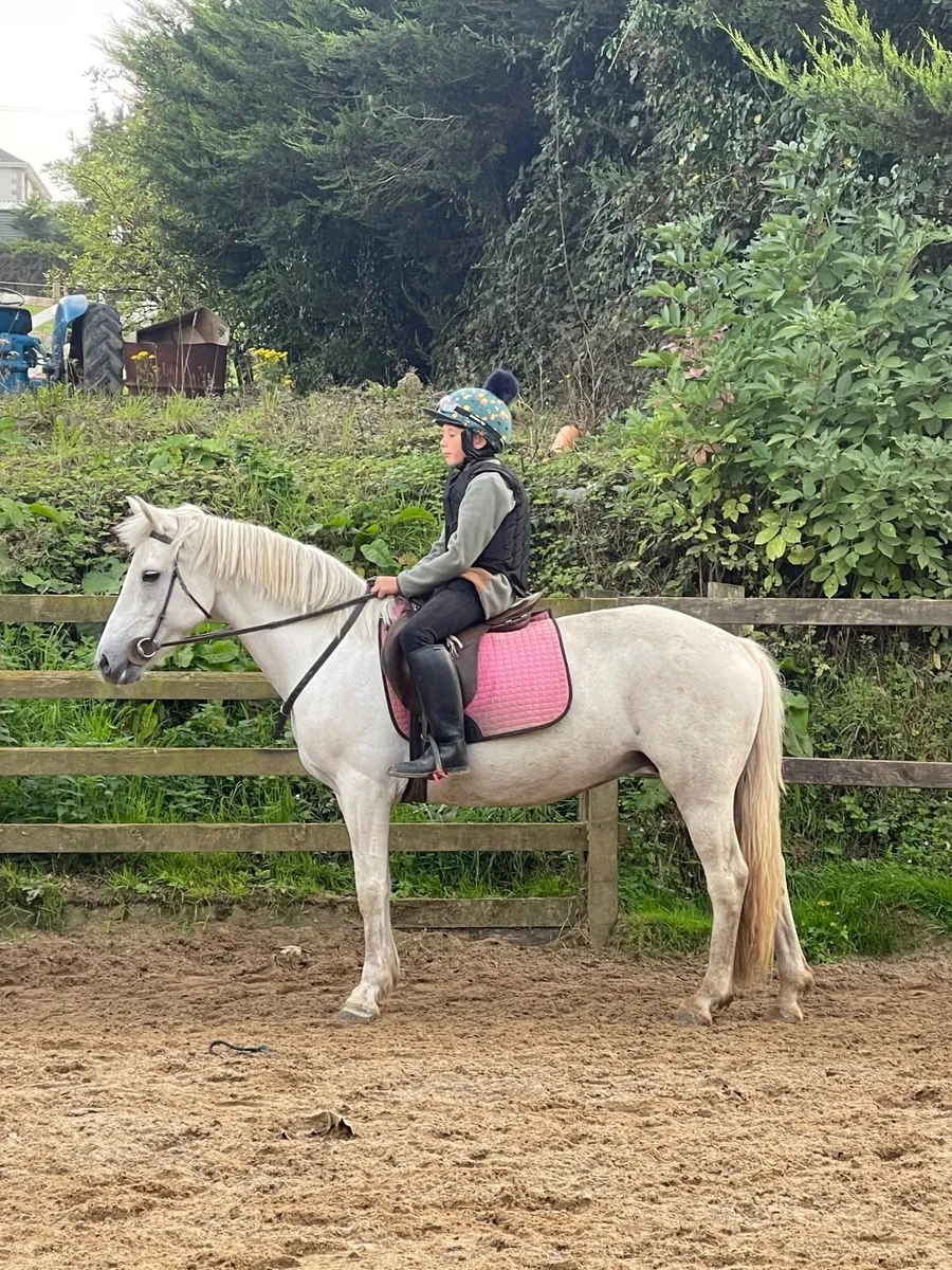14.1hh 13yo Connemara mare - Image 2