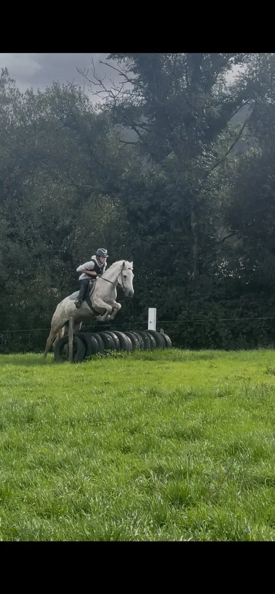 14.1hh 13yo Connemara mare - Image 3