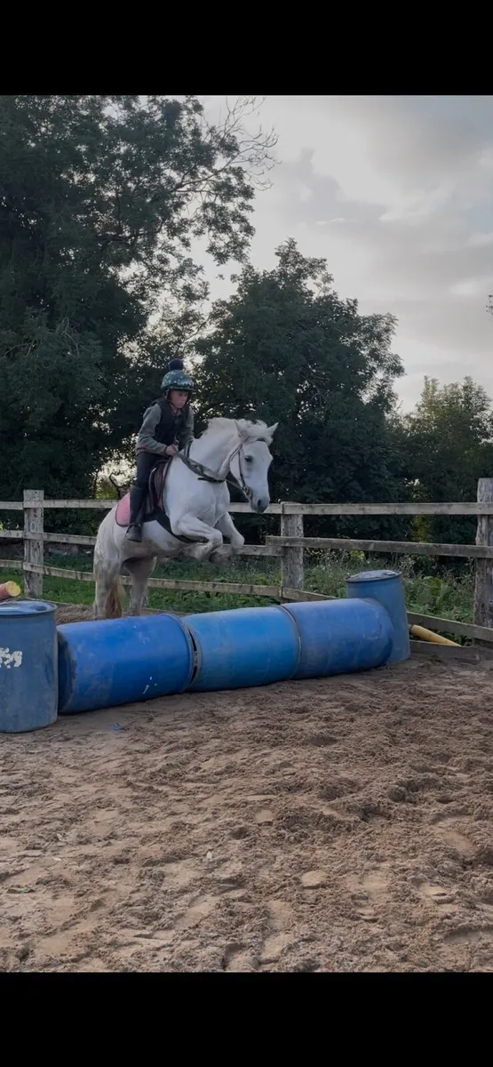 14.1hh 13yo Connemara mare - Image 4