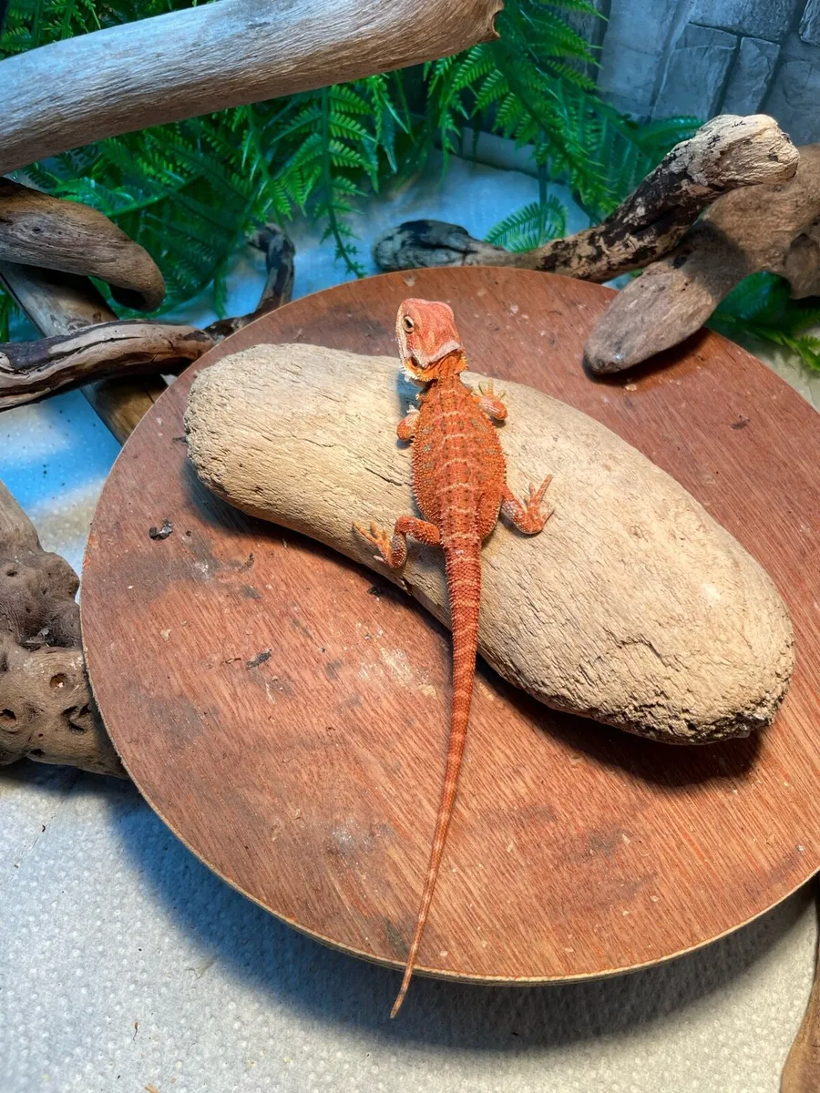 Hypo trans Bearded dragon - Image 4