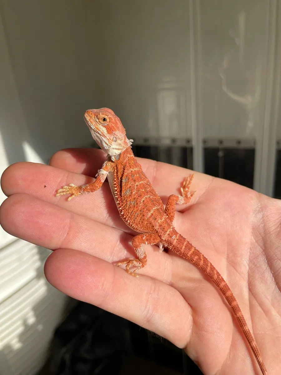 Hypo trans Bearded dragon - Image 1
