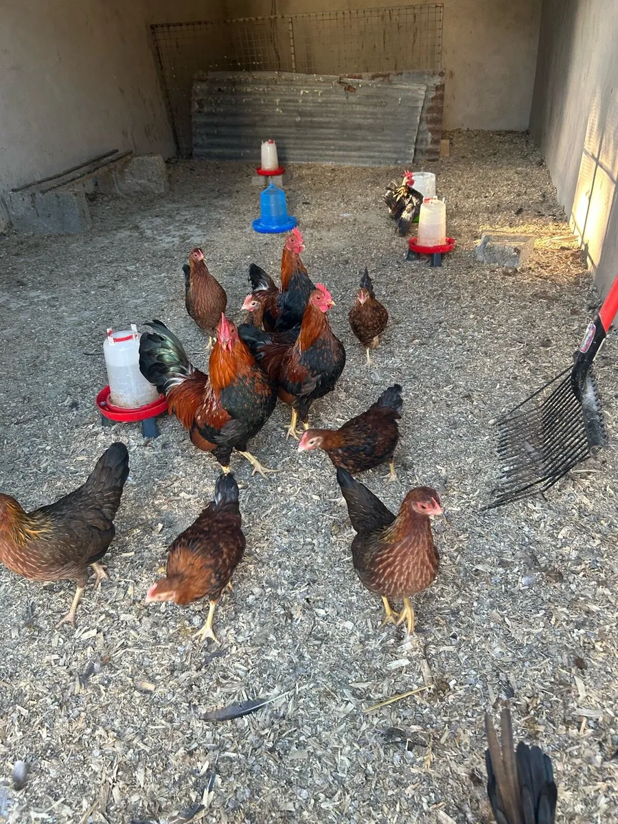 welsummers bantams - Image 1
