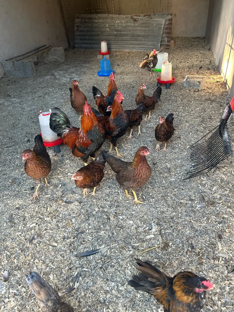 welsummers bantams - Image 2