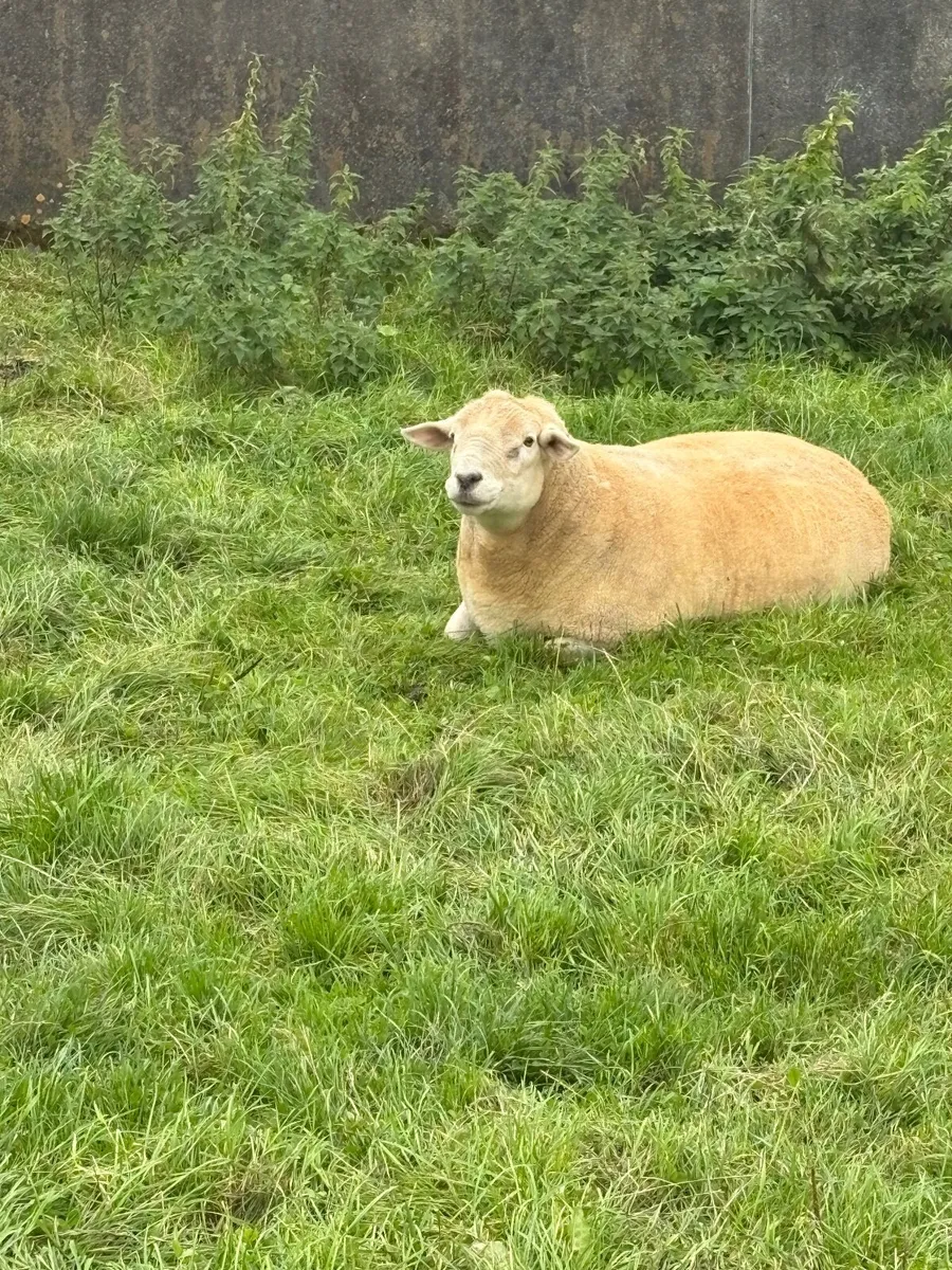 Ram - Image 2