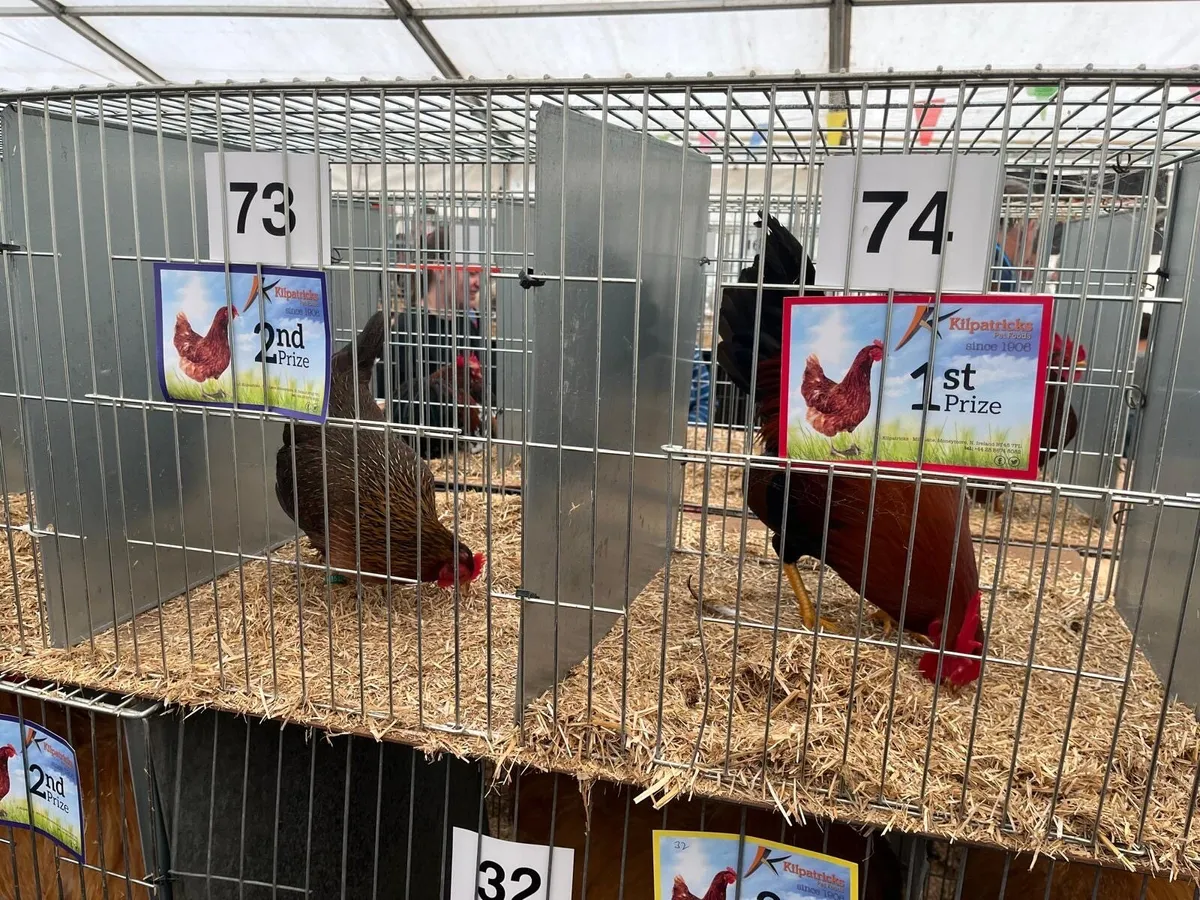 welsummers bantams - Image 3