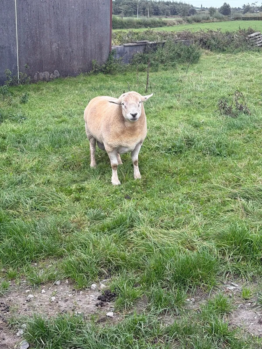 Ram - Image 1