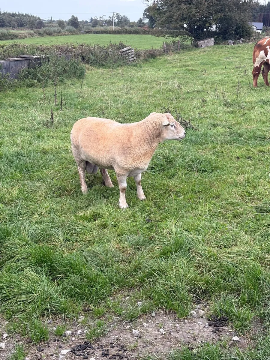 Ram - Image 3