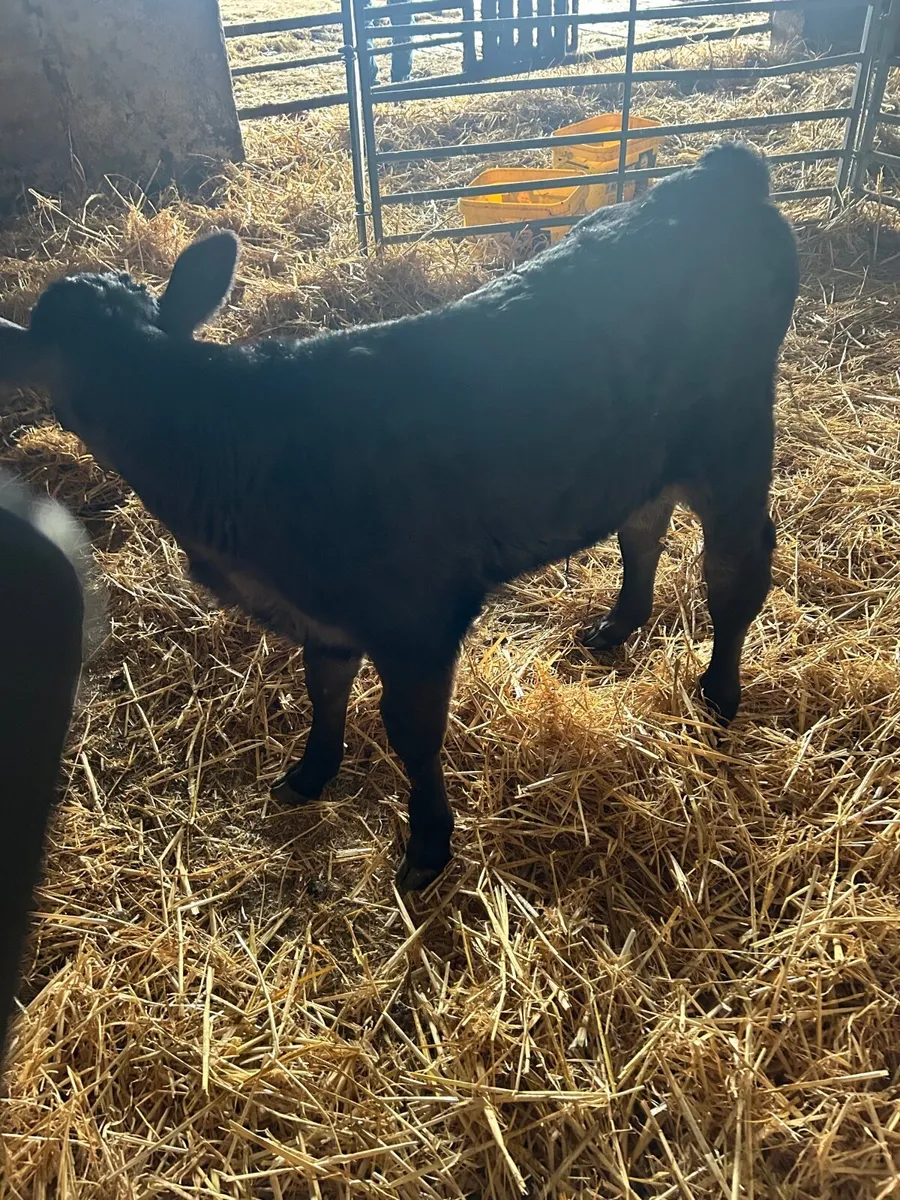 Calf - Image 3