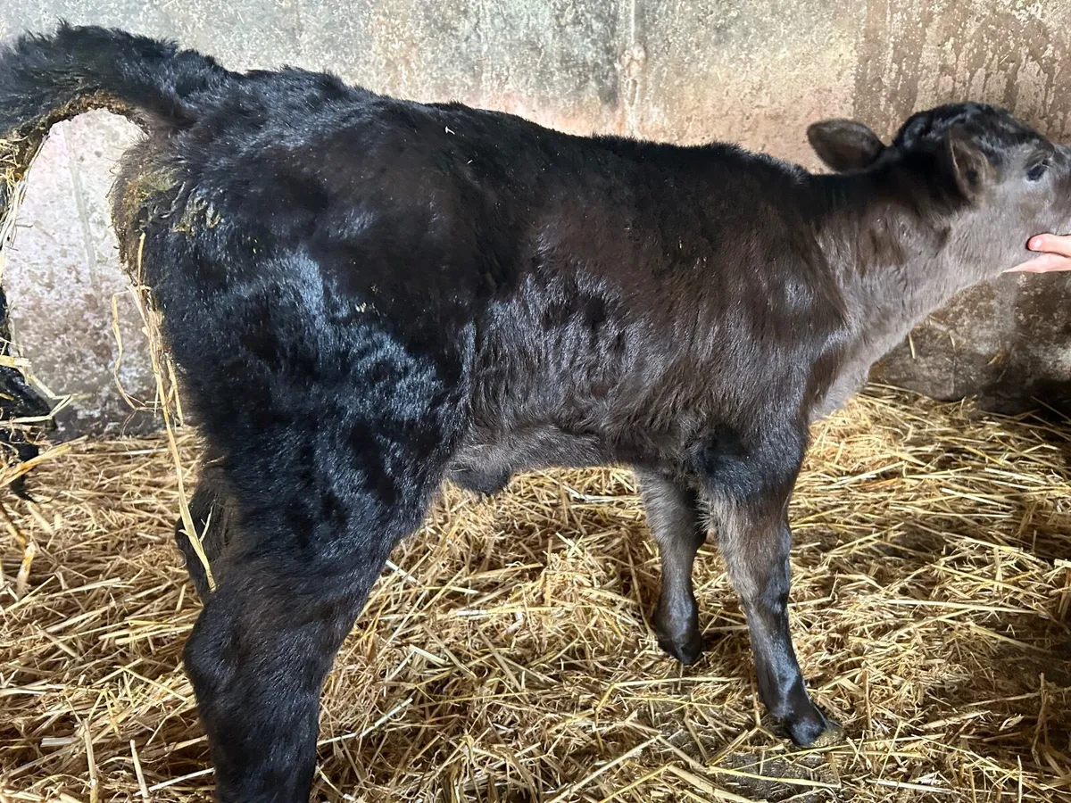Calf - Image 1