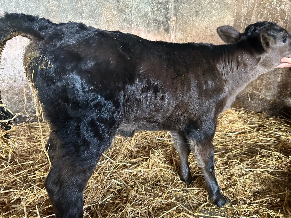 Calf - Image 2