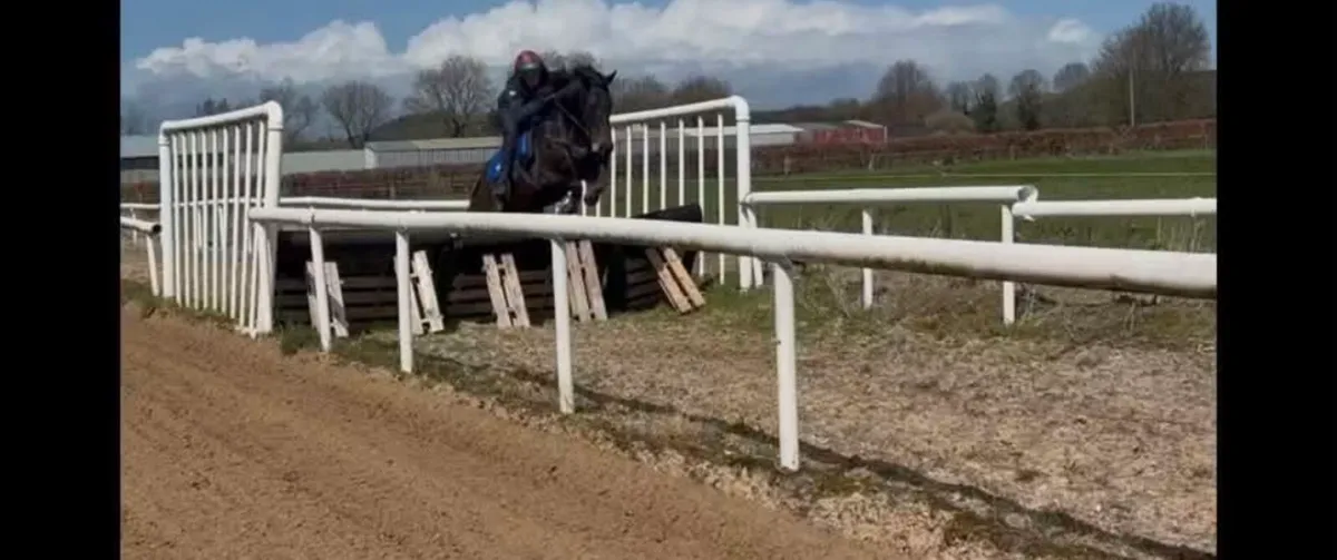 3yo Affinisea filly - Image 3