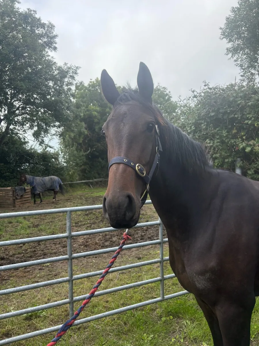 3yo Affinisea filly - Image 1