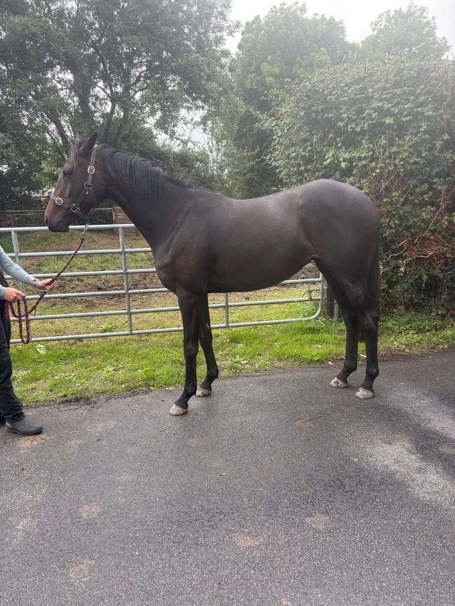 3yo Affinisea filly - Image 2