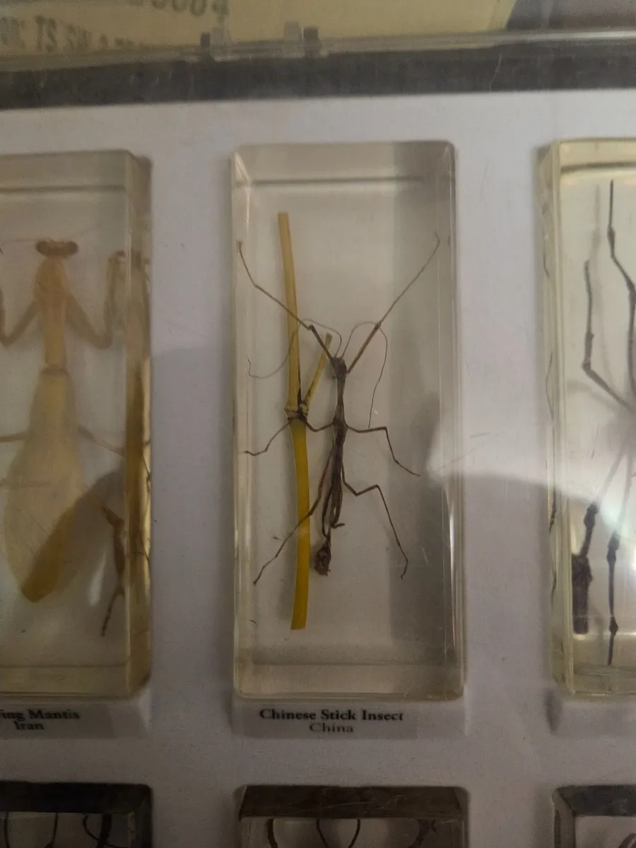 Insects in Resin Display - Image 2