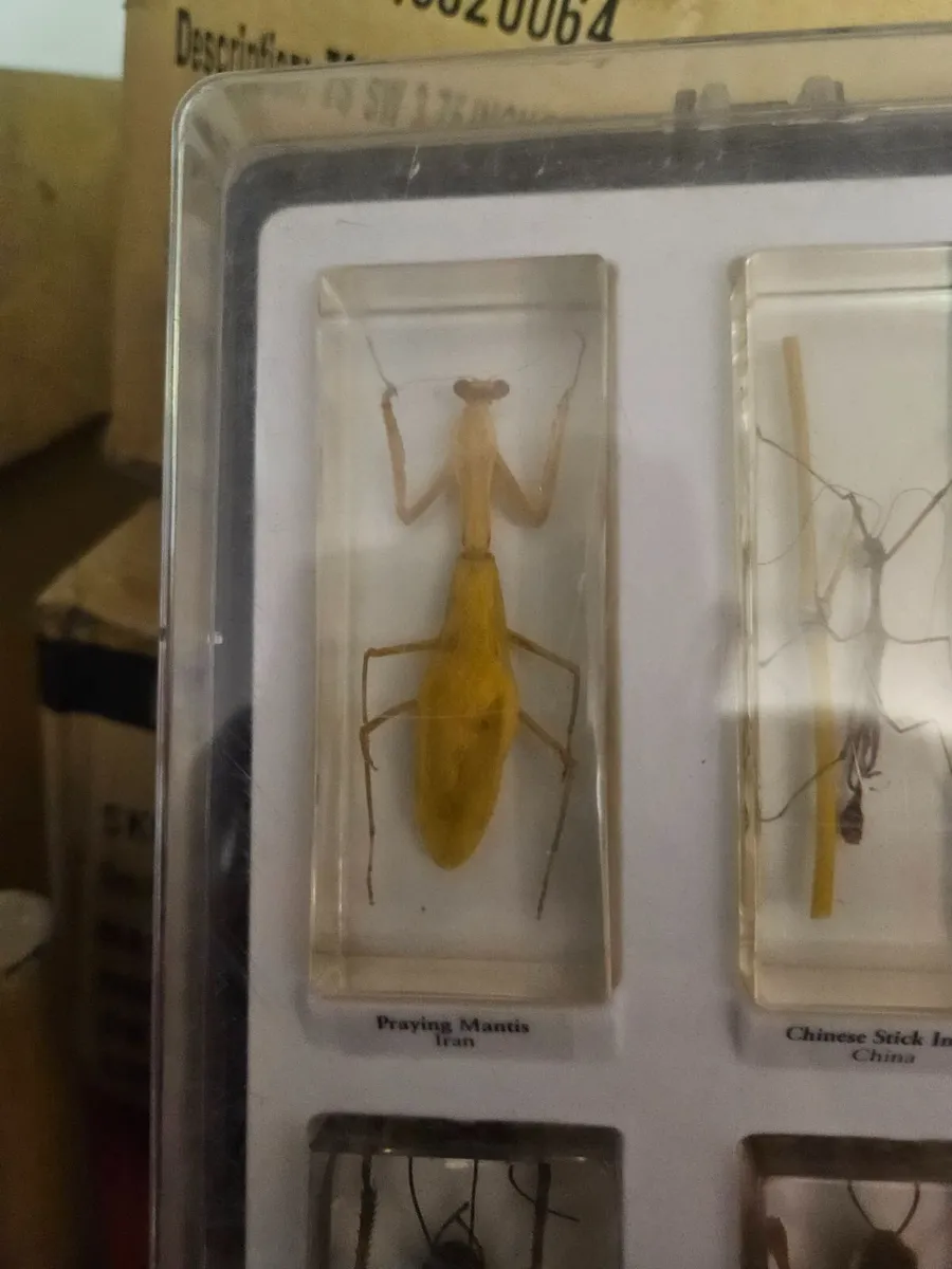 Insects in Resin Display - Image 3