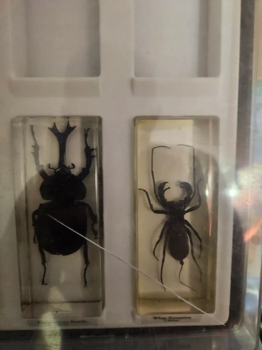 Insects in Resin Display - Image 4
