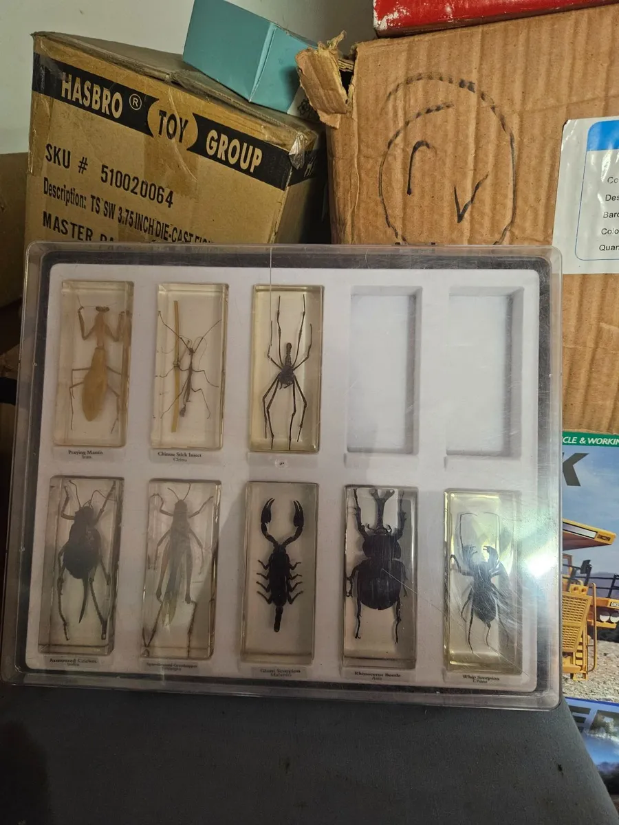 Insects in Resin Display - Image 1