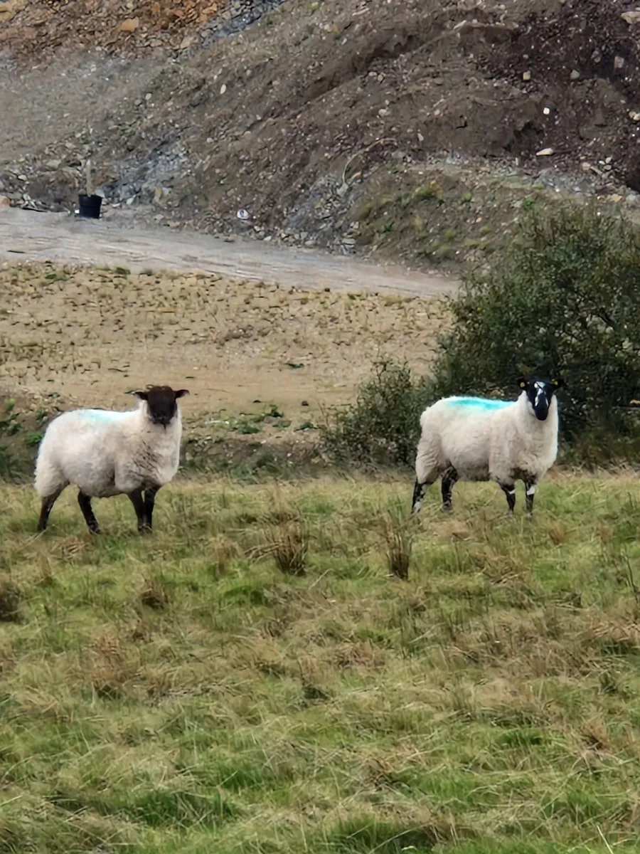 Hoggets - Image 1