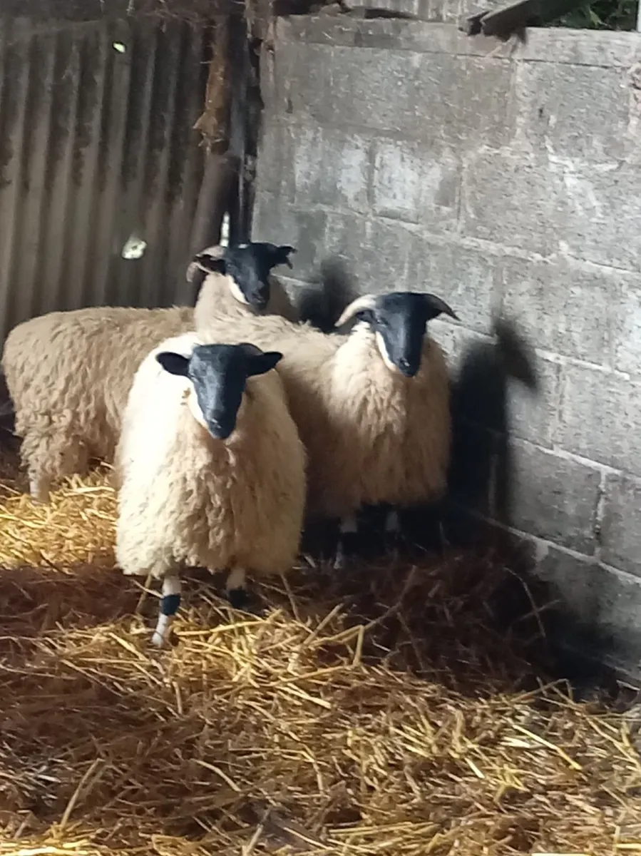 Ewe lambs - Image 1
