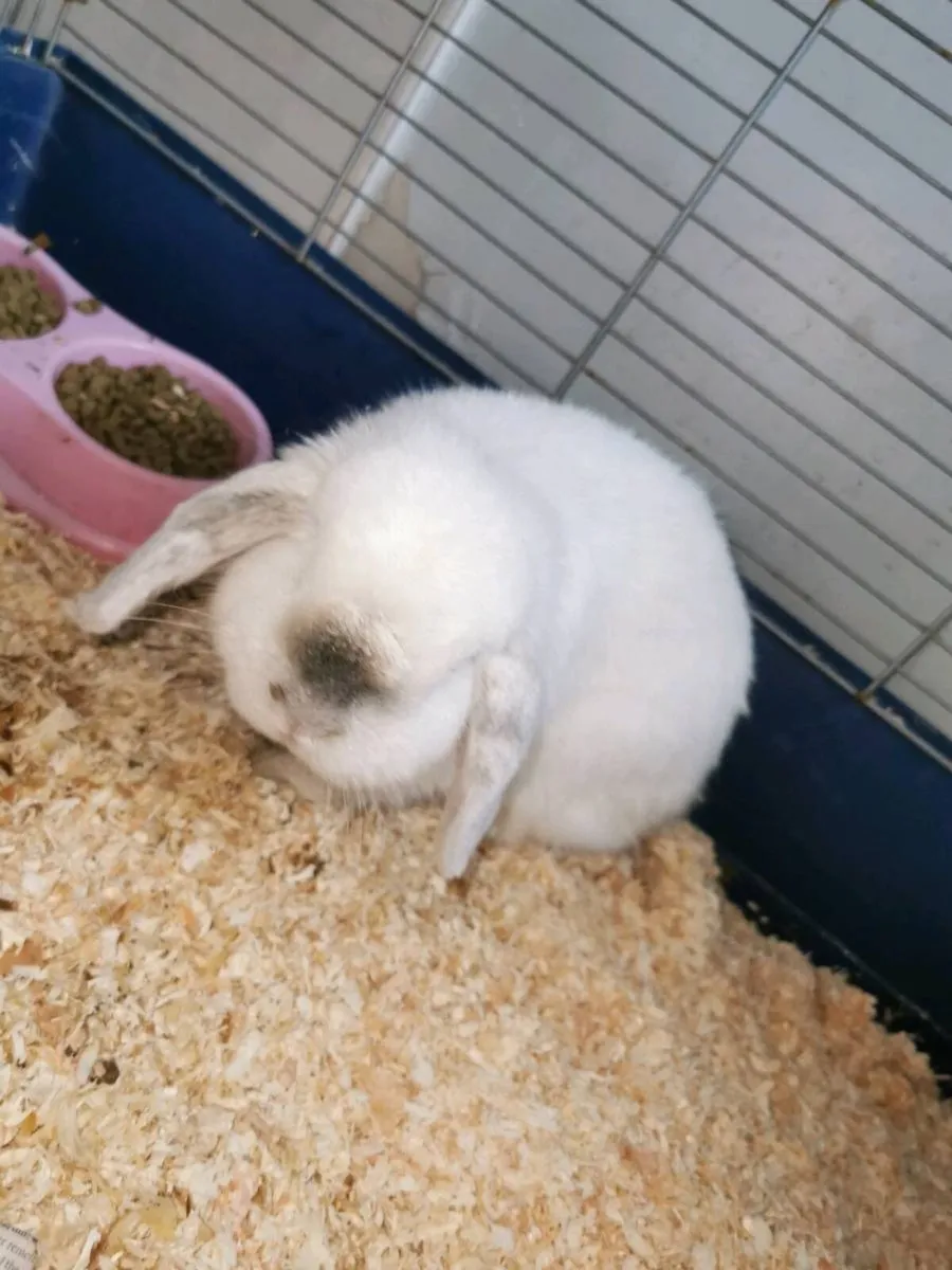 Bunny with cage - Image 3