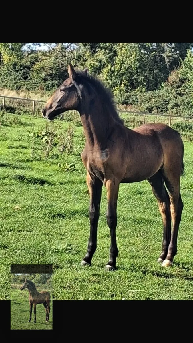 Foal’s - Image 1