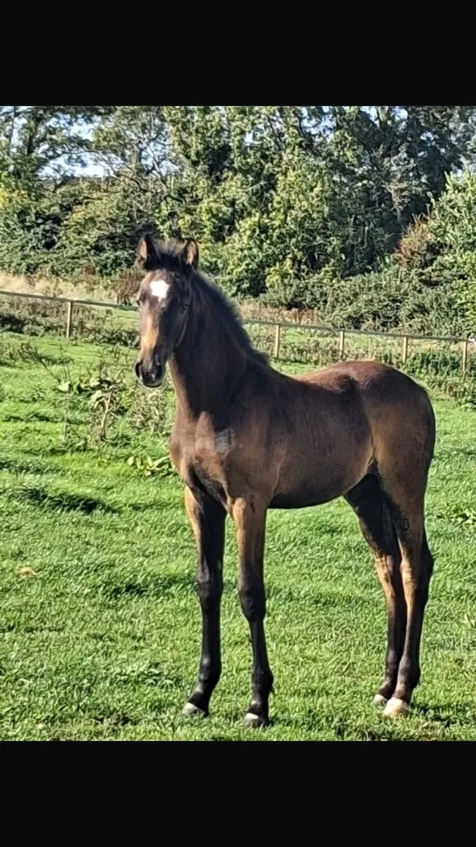 Foal’s - Image 2