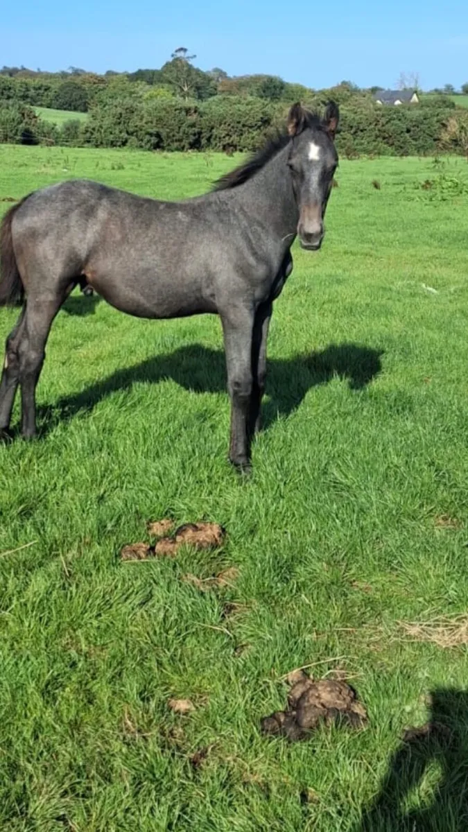 Foal’s - Image 3