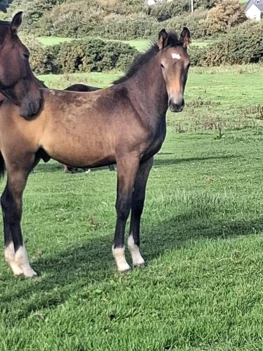 Foal’s - Image 4