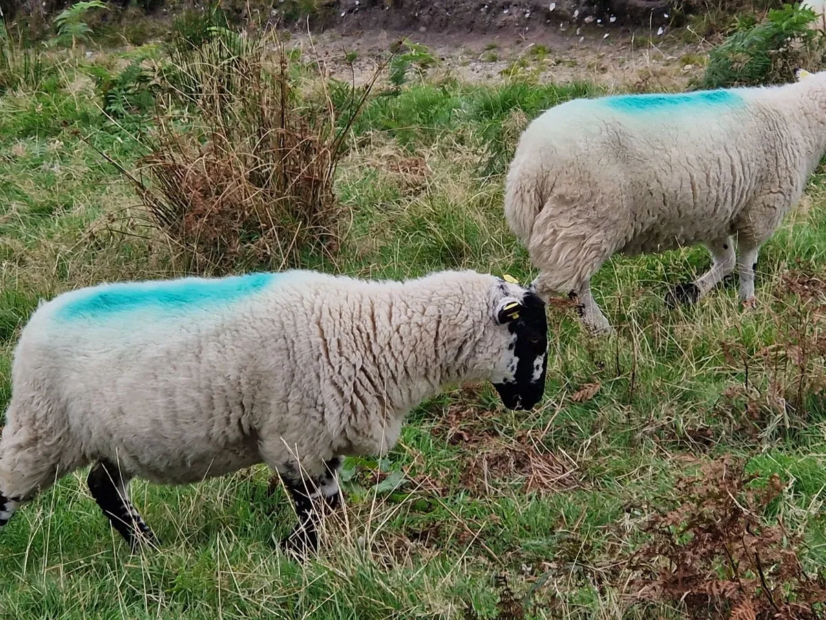 Hoggets - Image 3