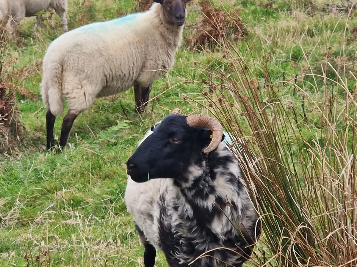 Hoggets - Image 4