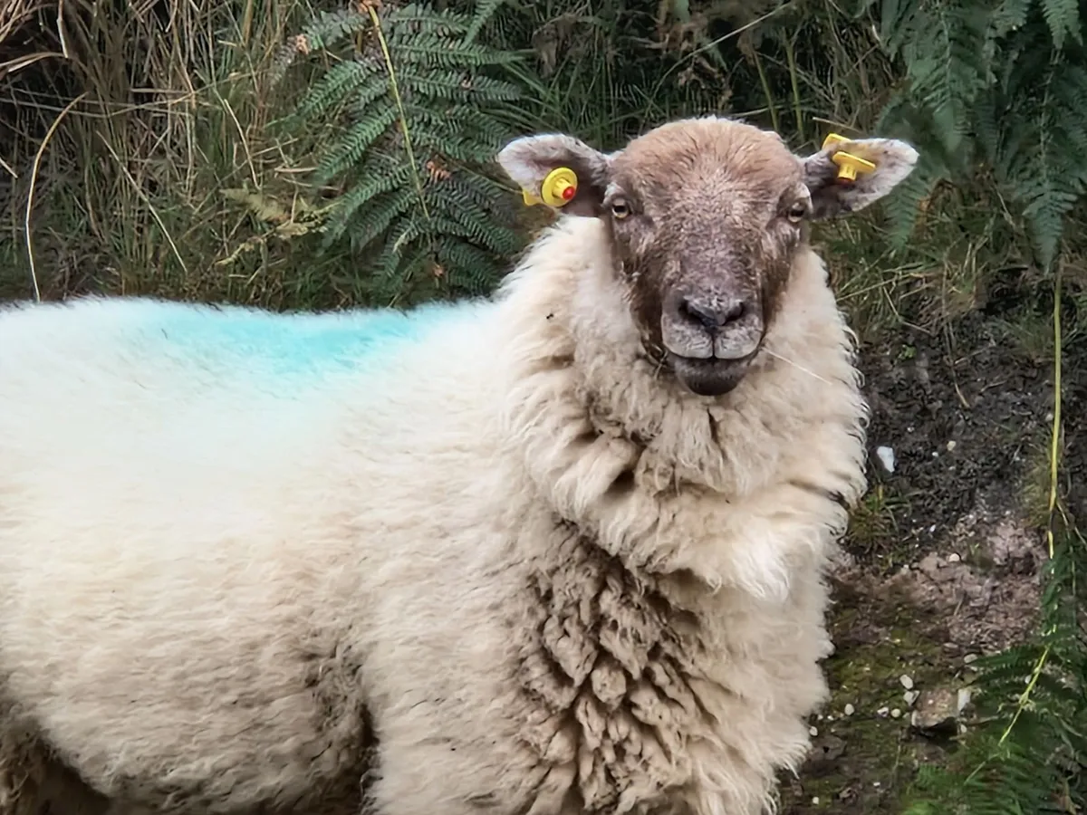 Hoggets - Image 2