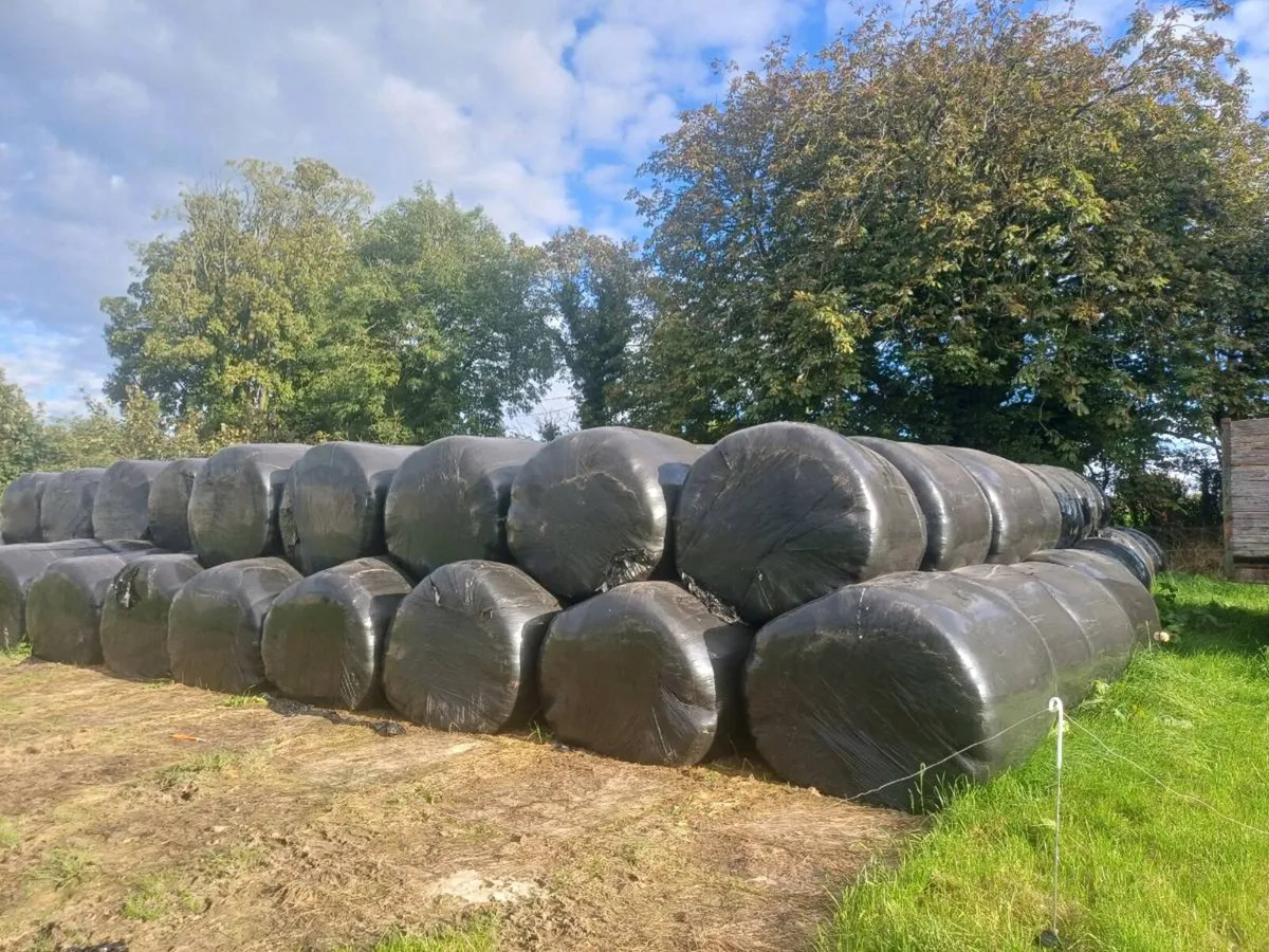 Silage Bales - Image 1