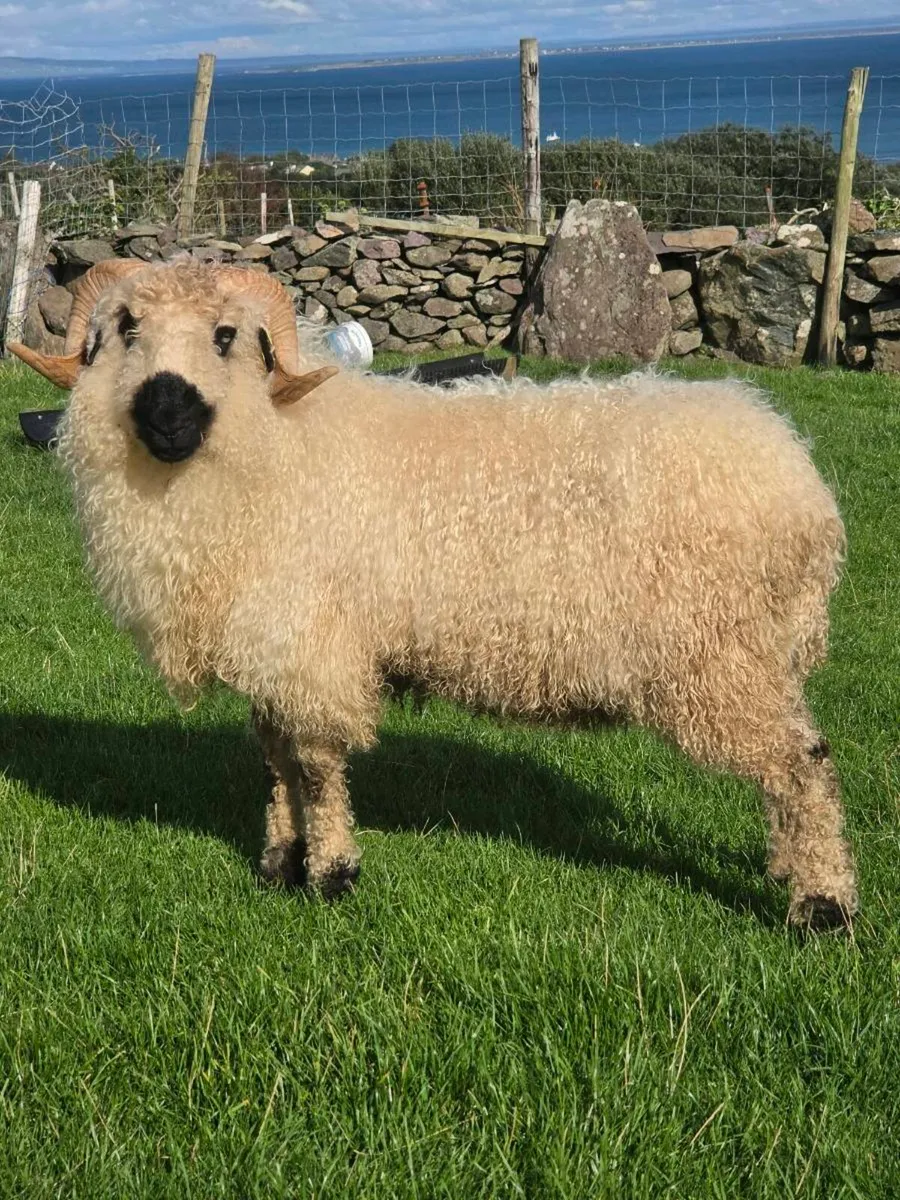 Valais blacknose hogget - Image 1