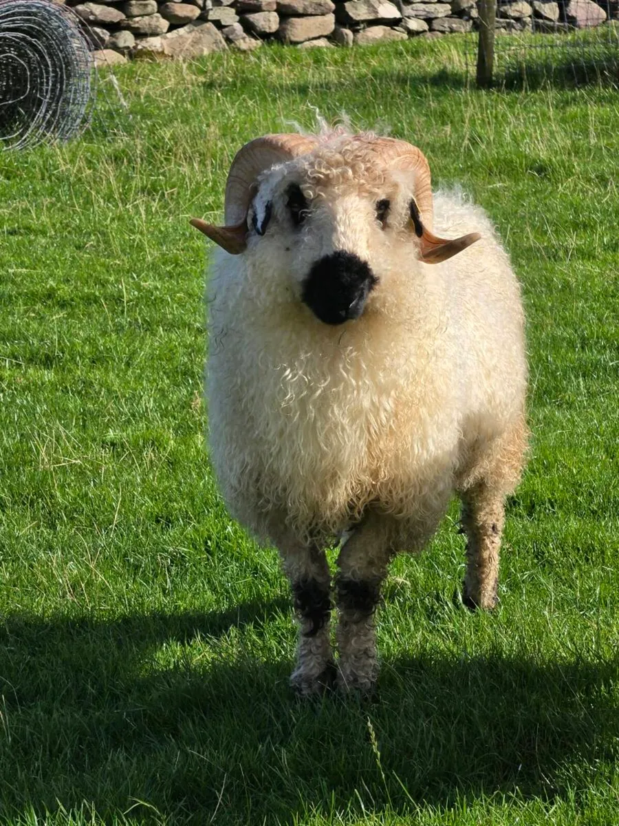 Valais blacknose hogget - Image 2